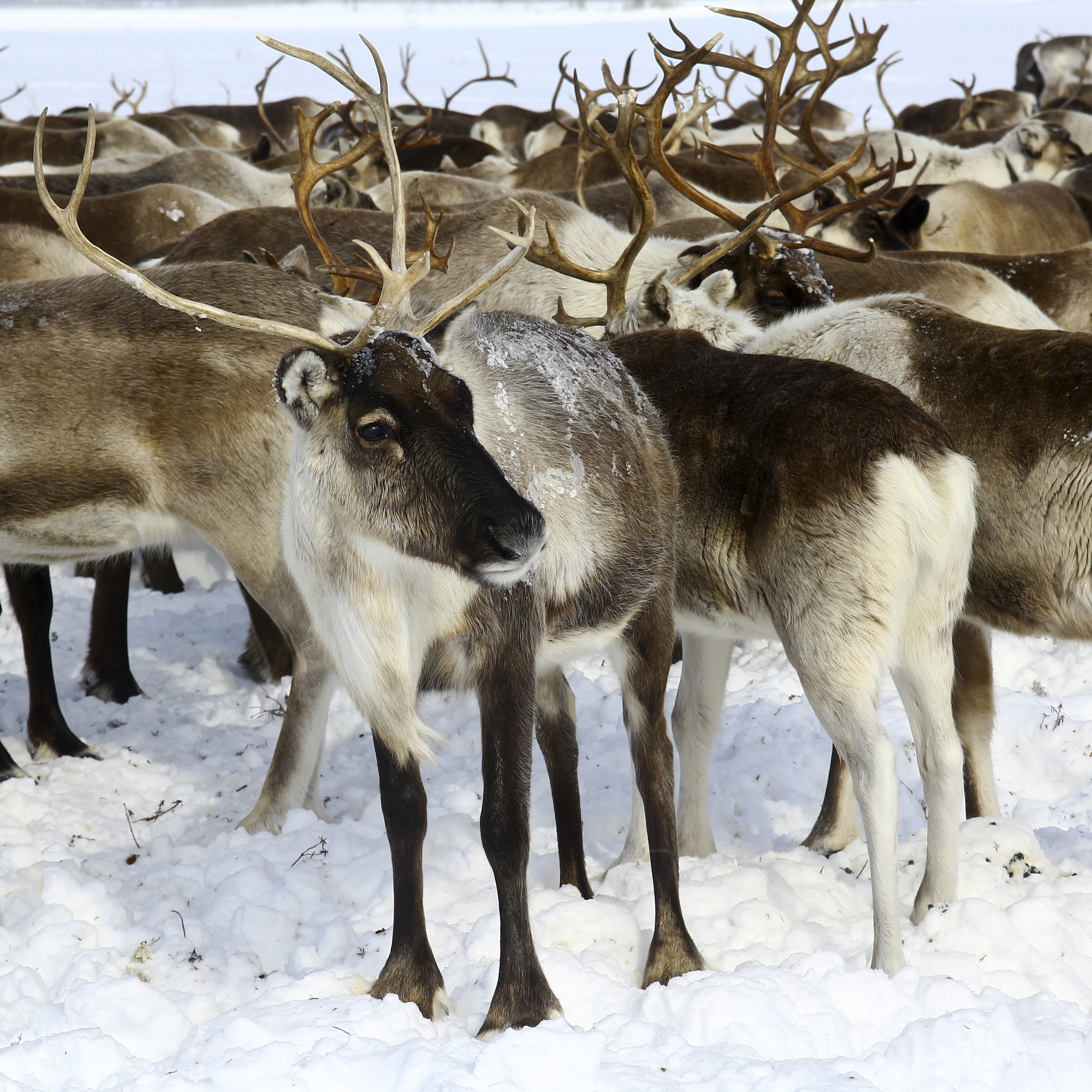 reindeer for sale usa